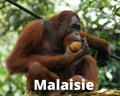singe endémique de la Malaisie
