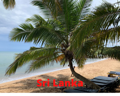 cocotier sur une plage de sri lanka