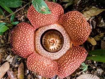 grande fleur Rafflesia 