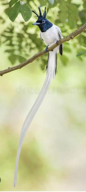 oiseau sri lankais ASIAN PARADISE CATCHER