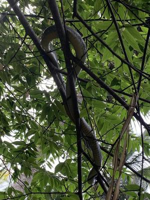 serpent dans les arbres