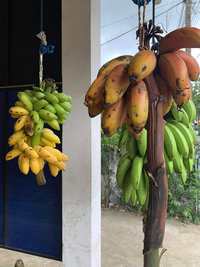 frutis et epices sri lankaises 1