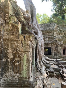 Ta Prohm temple Cambodgien