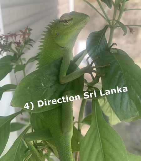 caméléon du Sri Lanka