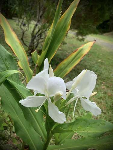 fleur sri lankaise