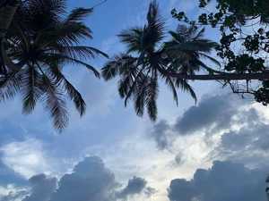 palmiers sous le vent
