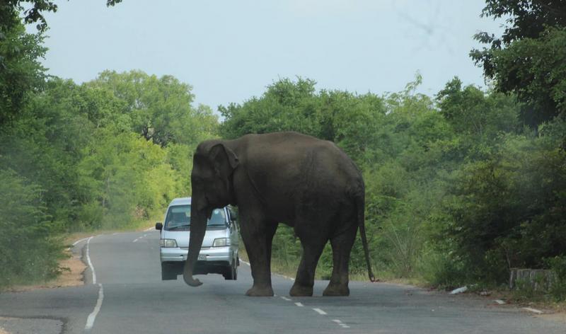 éléphants sur les routes sri lankaise