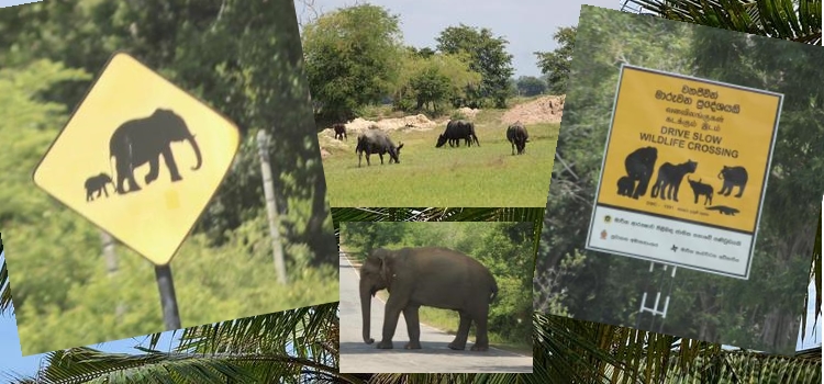 panneaux parc national sri lankais