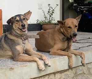 Les chiens au Sri Lanka